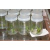 虫草瓶 菌苗瓶 组培瓶 菌种瓶批发 食用菌瓶 玻璃制品